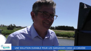 Une solution durable pour les Sargasses dans la Caraïbe