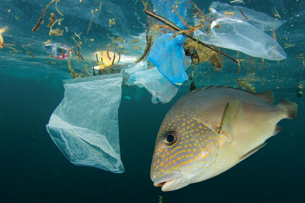 Dépollution de macro-déchets | Thomsea, leader mondial de la dépollution