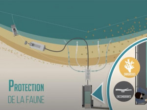 algae protection de la faune